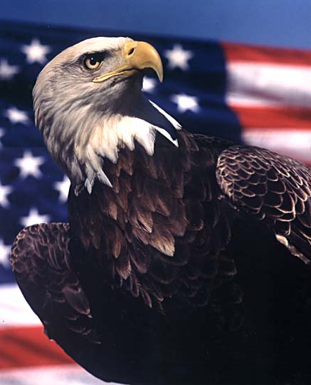 Eagle